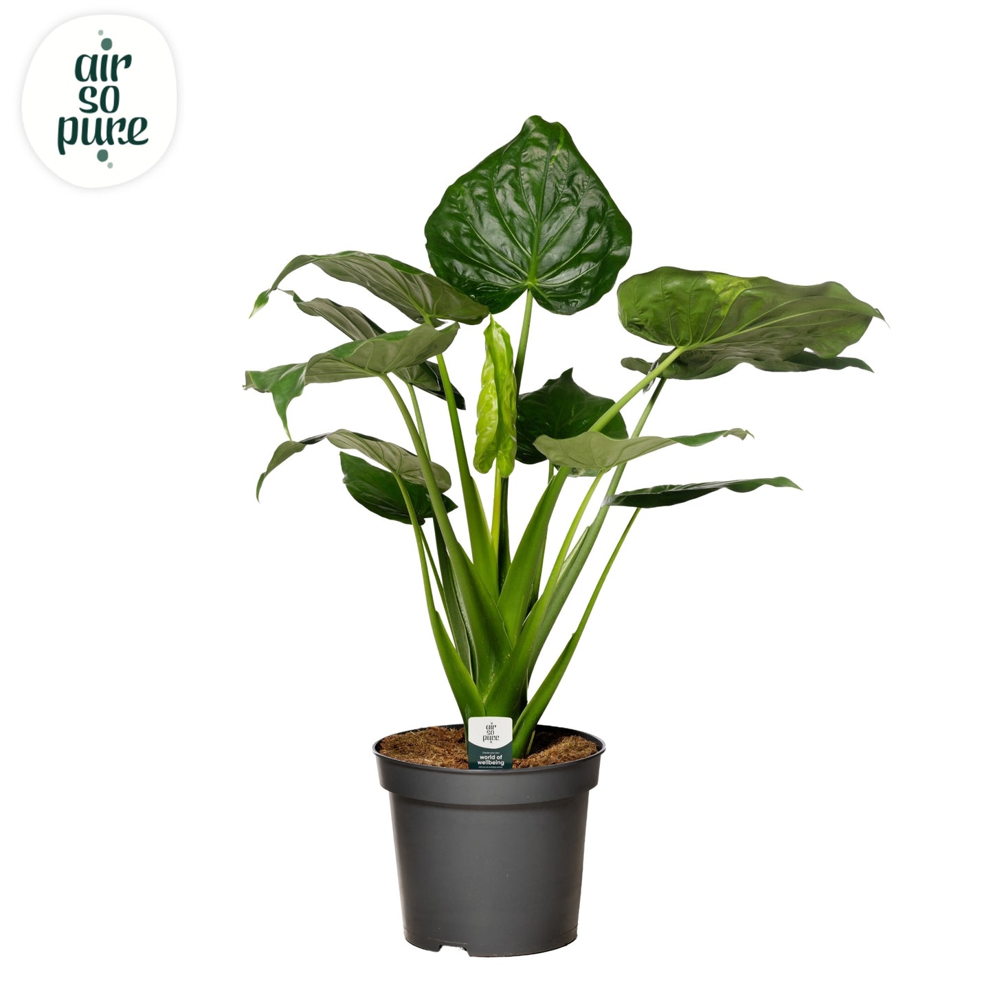 Alocasia cucullata 110cm 35cm Pot