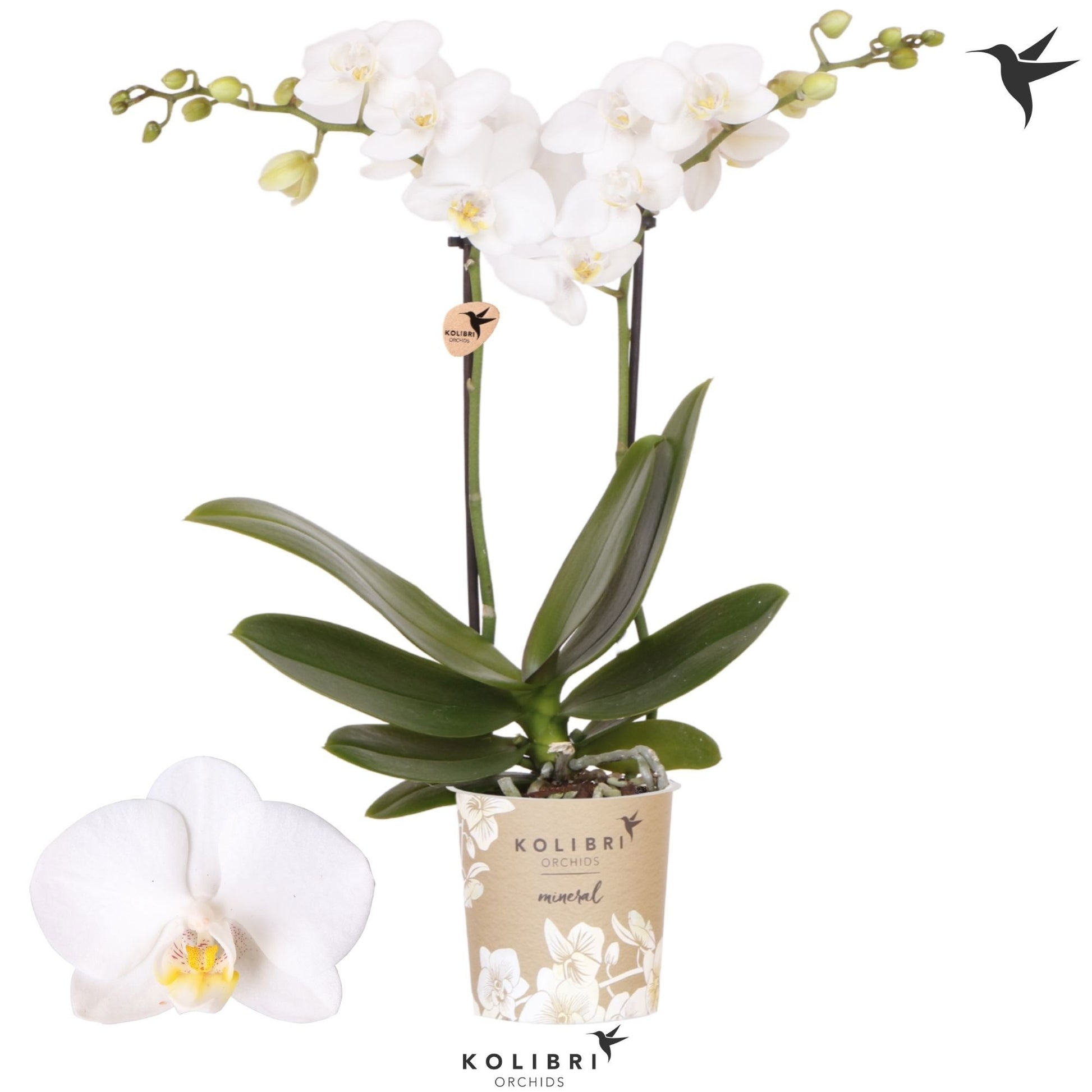 OK Plant Phalaenopsis mf. Sweden Pack of 12