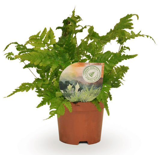 Dryopteris erythrosora 15cm 9cm Pot