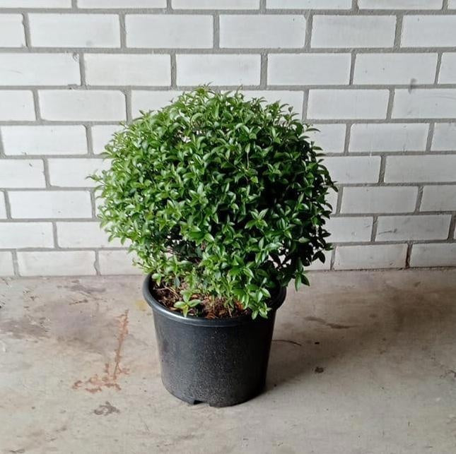 Osmanthus burkwoodii 45cm 32cm Pot