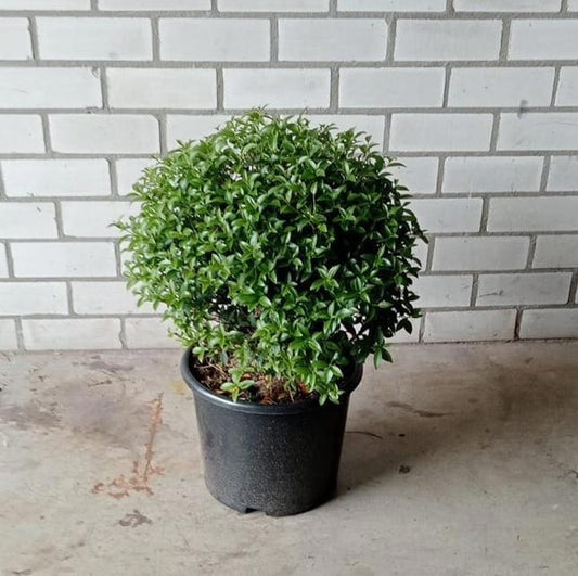 Osmanthus burkwoodii 45cm 32cm Pot