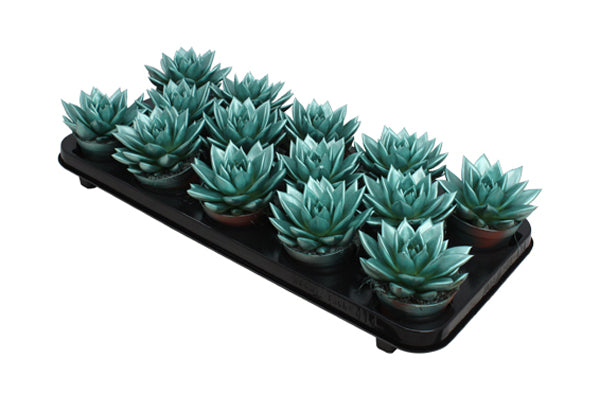 Echeveria colored green 11cm 8.5cm Pot