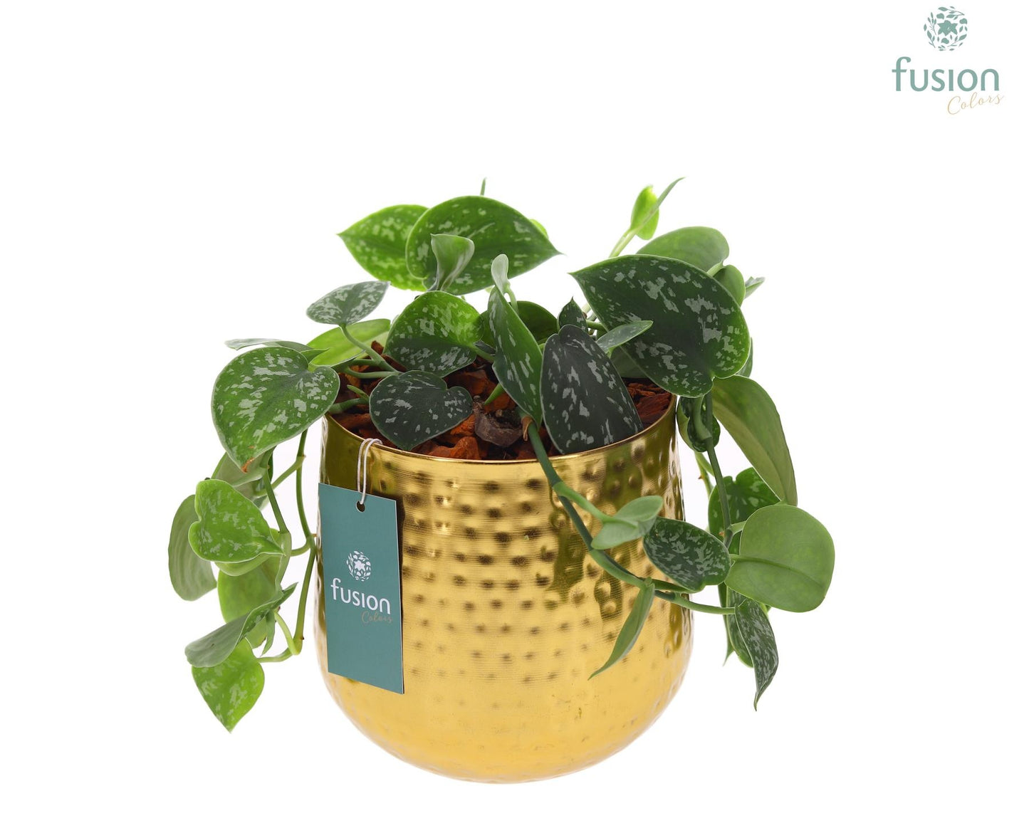 Fusioncolors BV Pot Indian metaal goudkleurig Large met Scindapsus Pack of 5