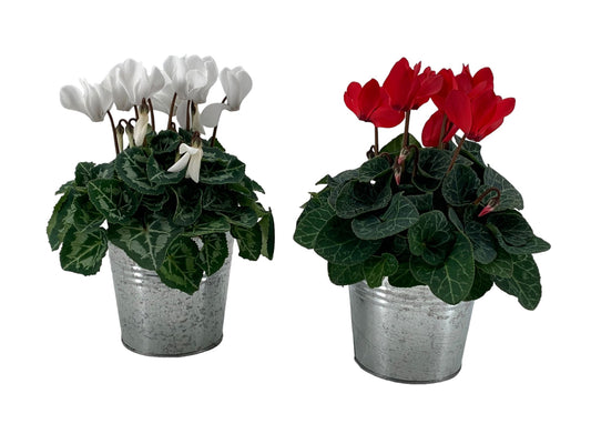Cyclamen Verano Mix 19cm 10cm Pot