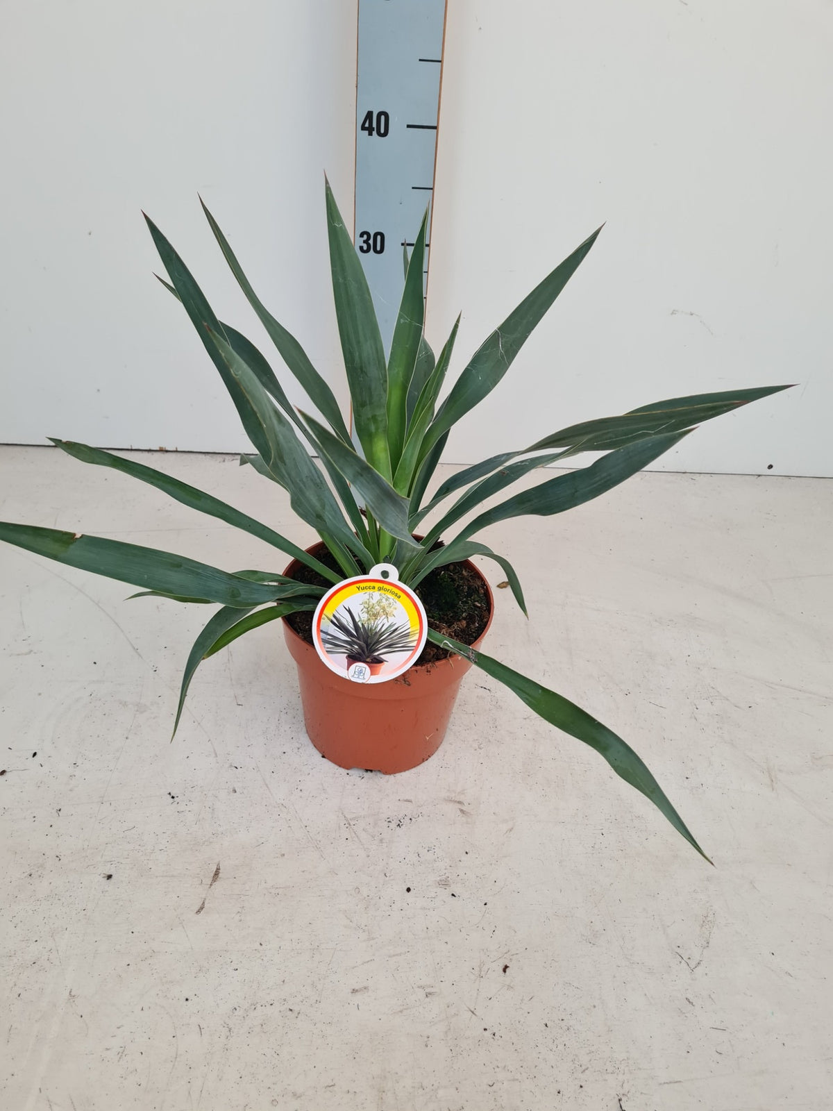 Yucca gloriosa 40cm 17cm Pot