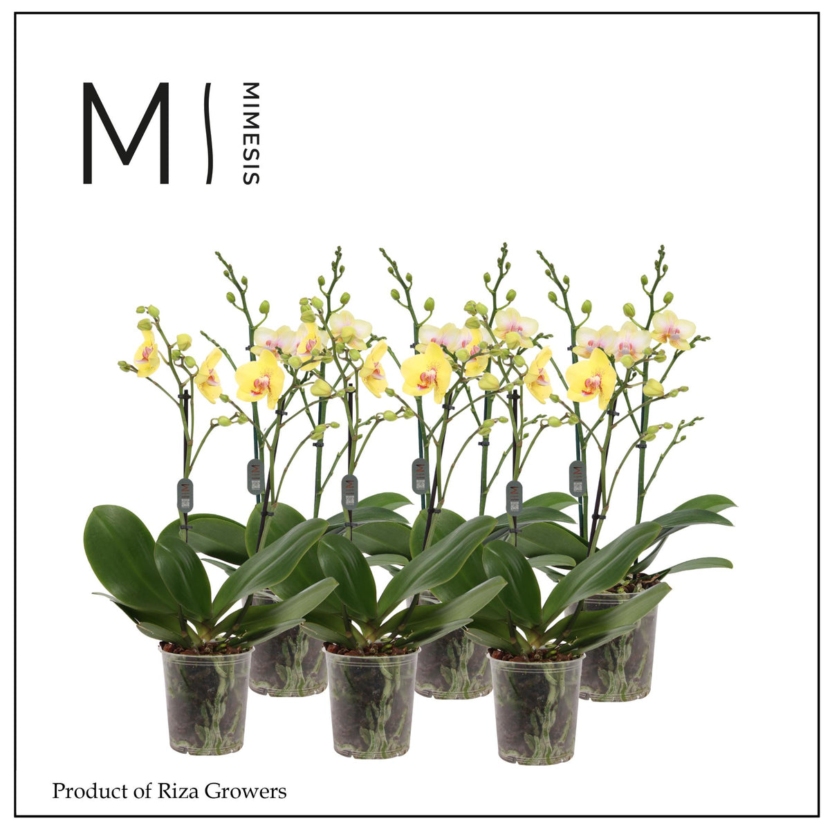Phalaenopsis yellow 50cm 12cm Pot