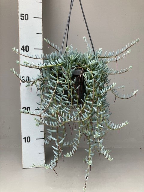 Senecio candidans 25cm 14cm Pot