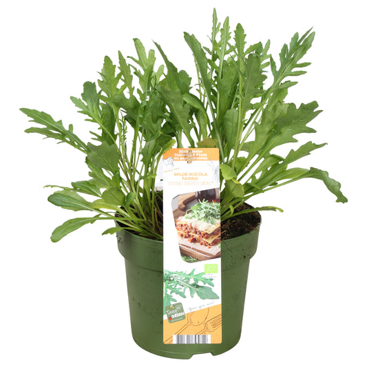 Garden herbs 30cm 14cm Pot
