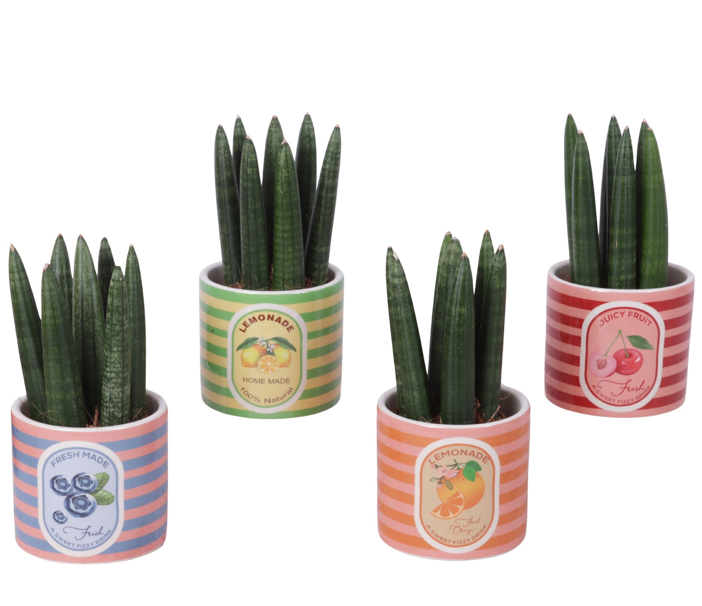 Sansevieria cylindrica 20cm 10cm Pot