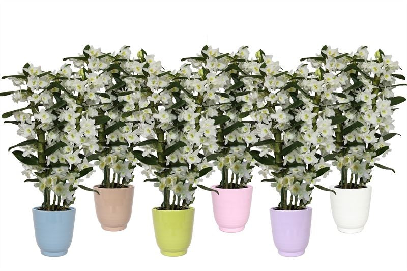 Dendrobium Apollon 50cm 12cm Pot