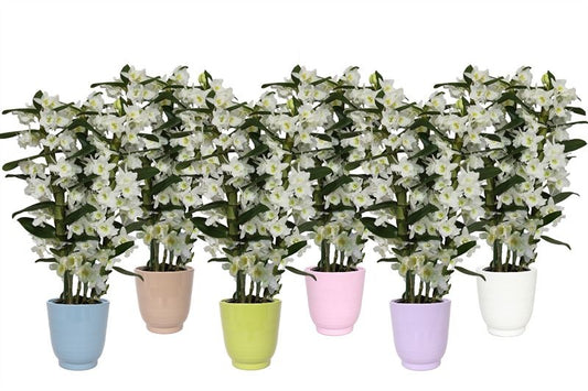 Dendrobium Apollon 50cm 12cm Pot