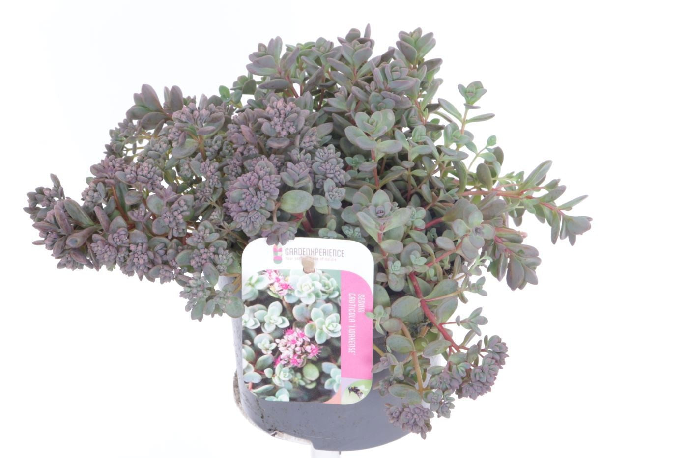 Sedum Lidakense 20cm 13cm Pot