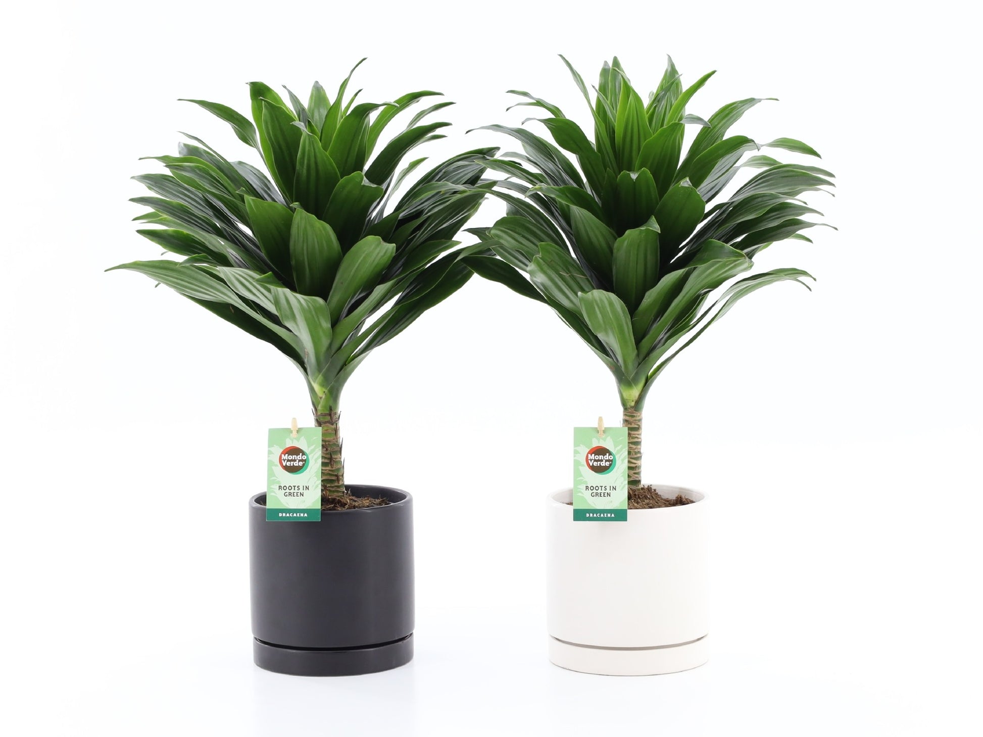 Dracaena fragrans Janet Craig 40cm 13cm Pot