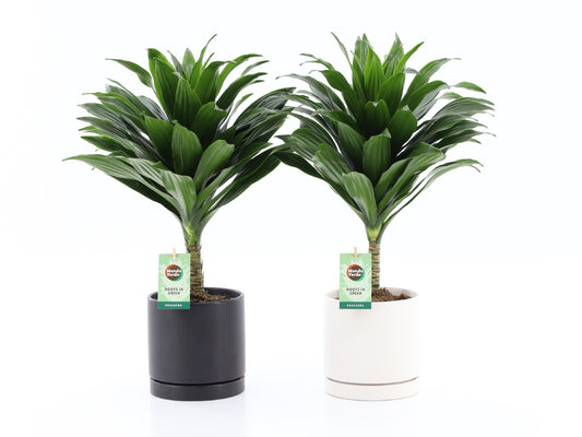 Dracaena fragrans Janet Craig 40cm 13cm Pot