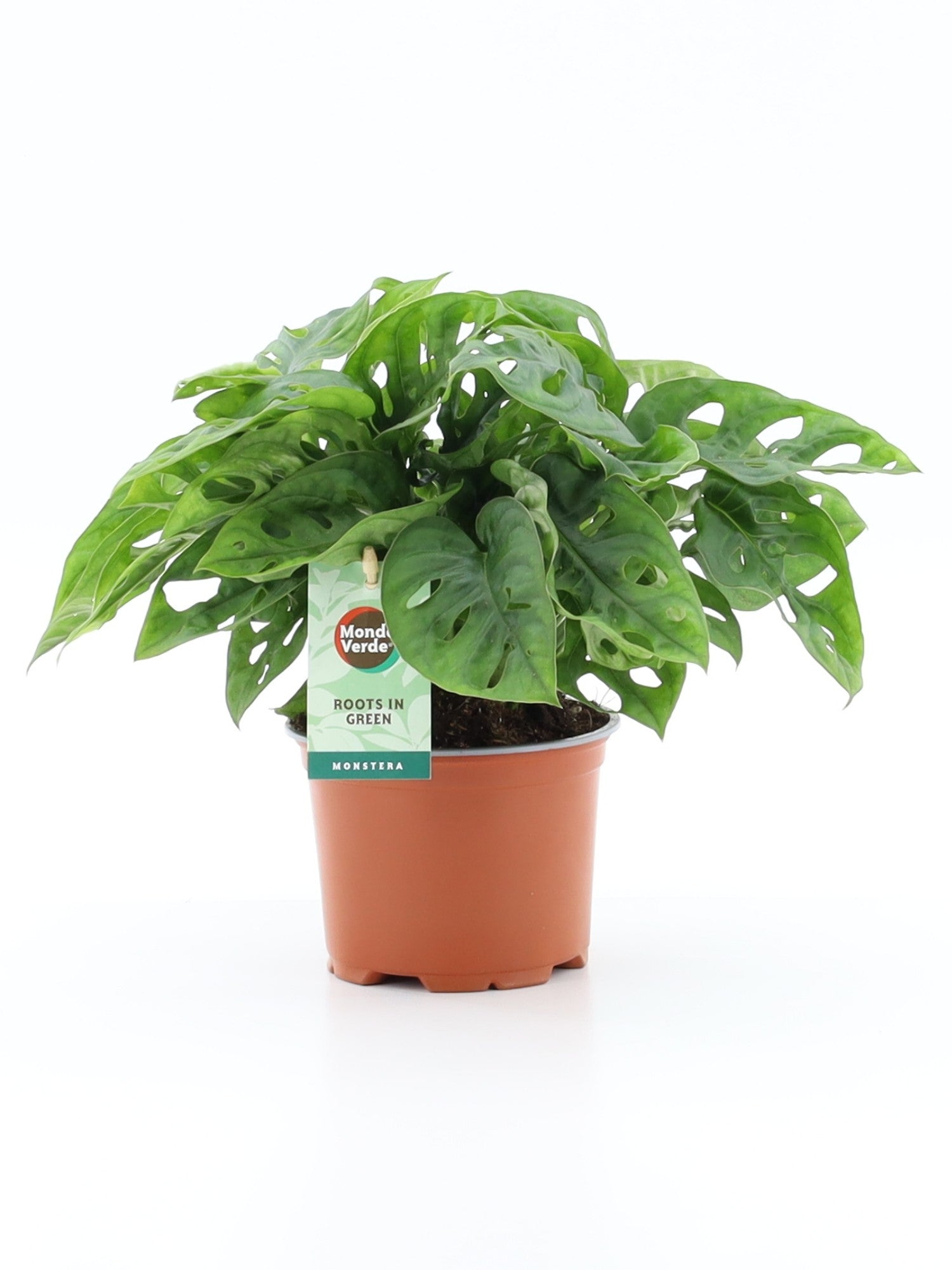 Mondo Verde (Bakker) Monstera adansonii Pack of 10