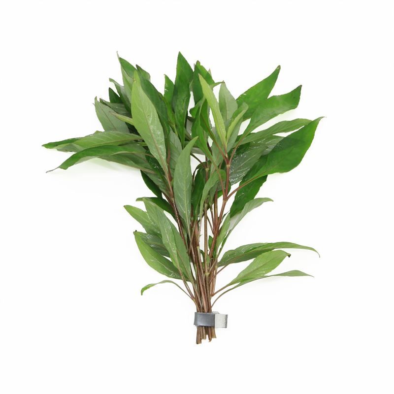 Hygrophila polysperma 5cm 2cm Pot