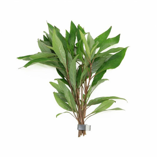 Hygrophila polysperma 5cm 2cm Pot