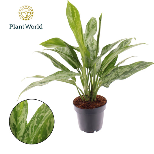 Aglaonema Green Lady 35cm 12cm Pot
