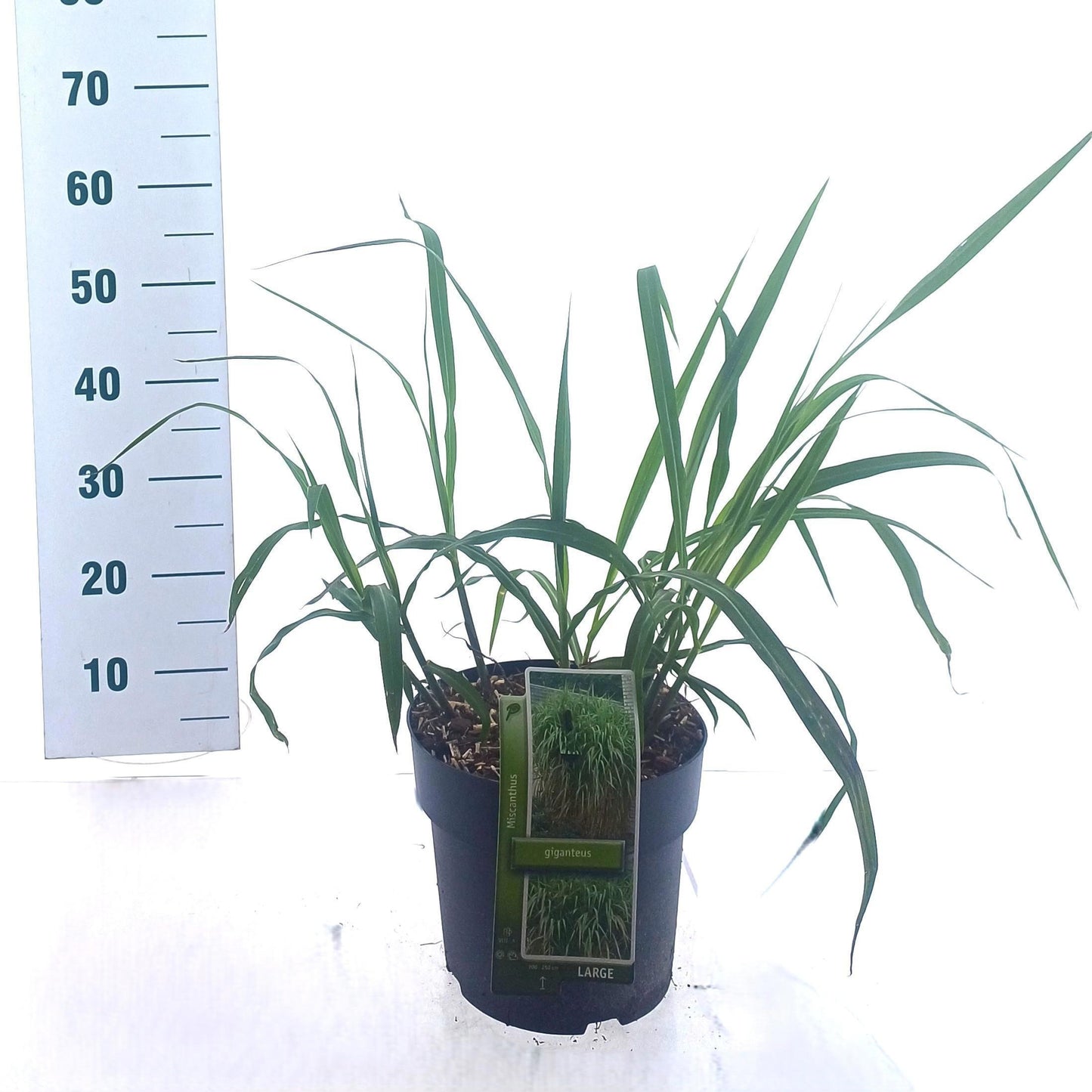 Miscanthus giganteus 40cm 23cm Pot
