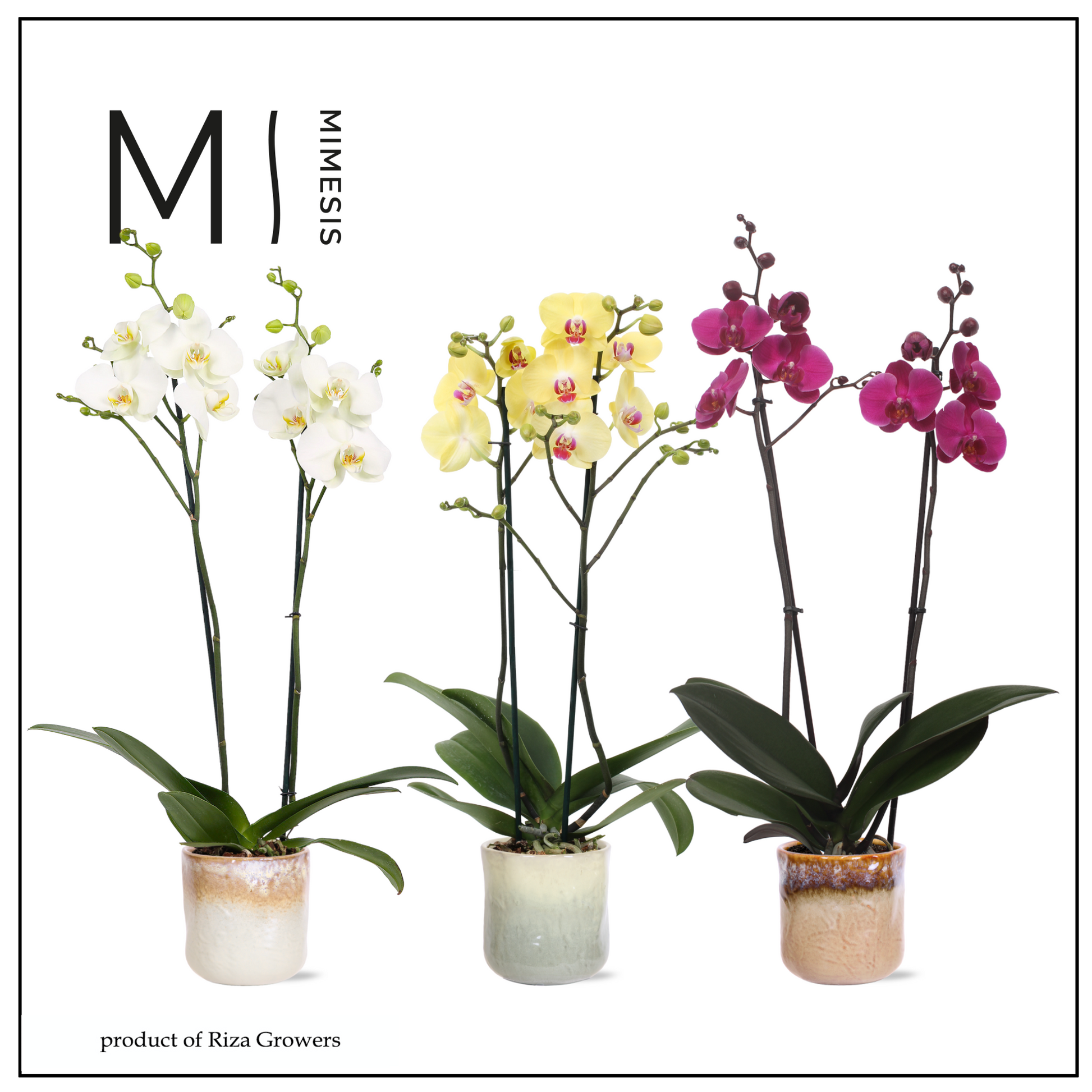 Phalaenopsis mix 70cm 12cm Pot