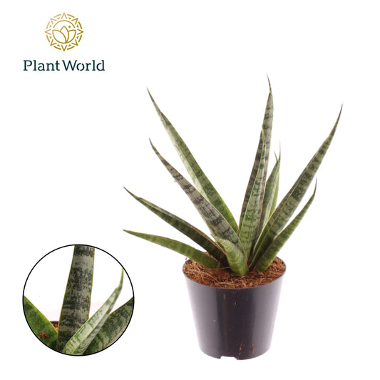 Sansevieria cylindrica 33cm 510cm Pot