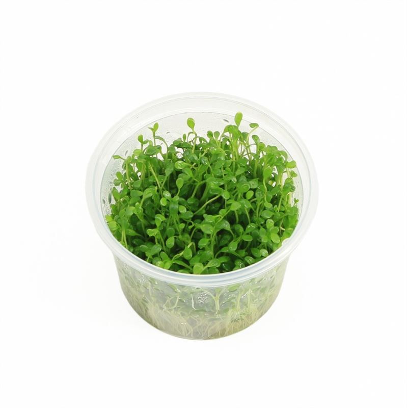 Waterplkw R. Moerings Glossostigma elantinoides Pack of 3