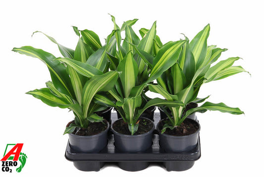 Dracaena fragrans Burley 40cm 13cm Pot