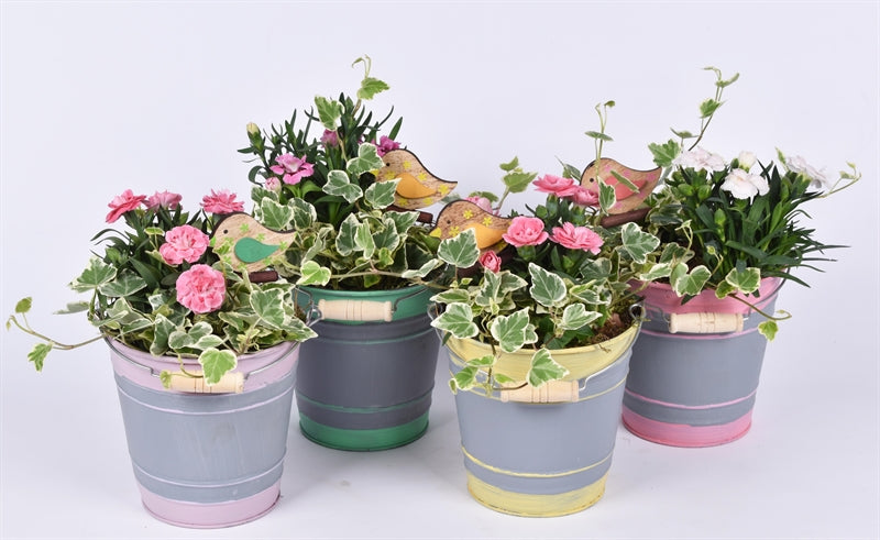 Outdoor arrangement 13cm Pot