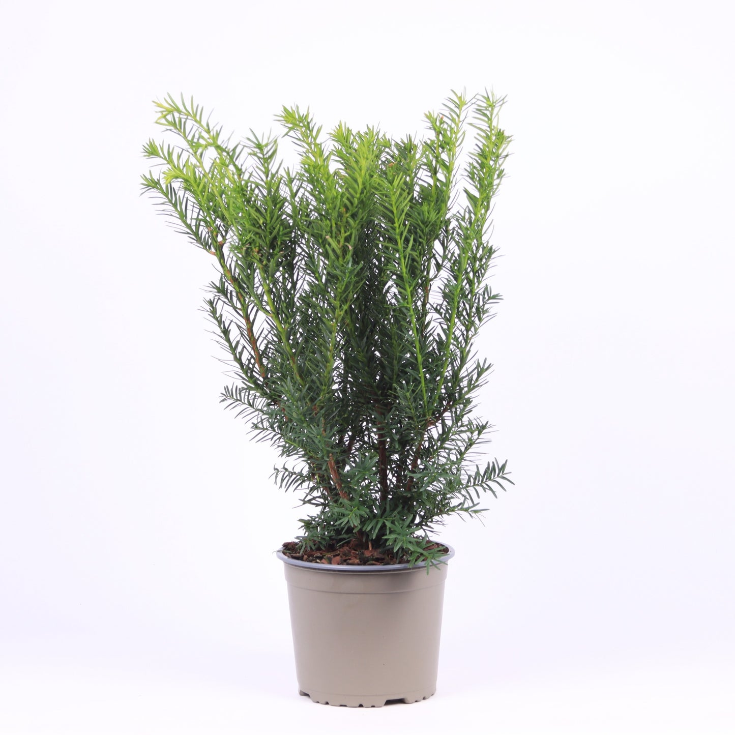 Taxus media Densiformis 50cm 17cm Pot
