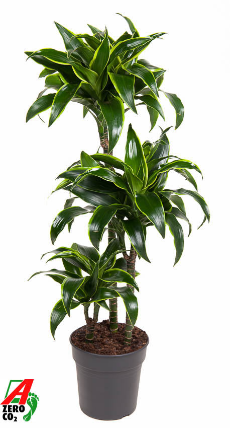 Dracaena fragrans Dorado 100cm 21cm Pot