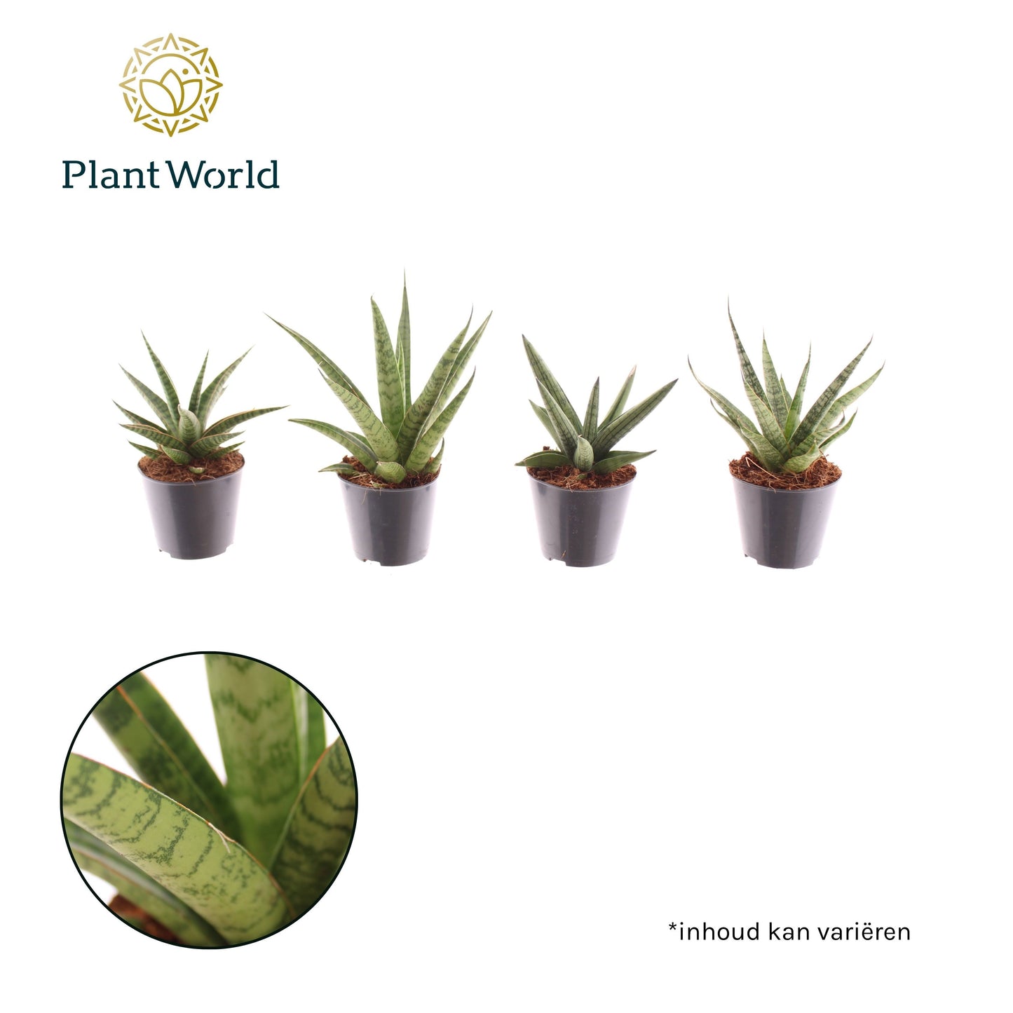 Sansevieria cylindrica 10cm Special Pot (508)
