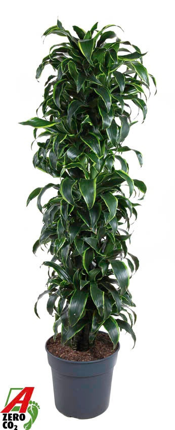 Dracaena fragrans Dorado 170cm 34cm Pot