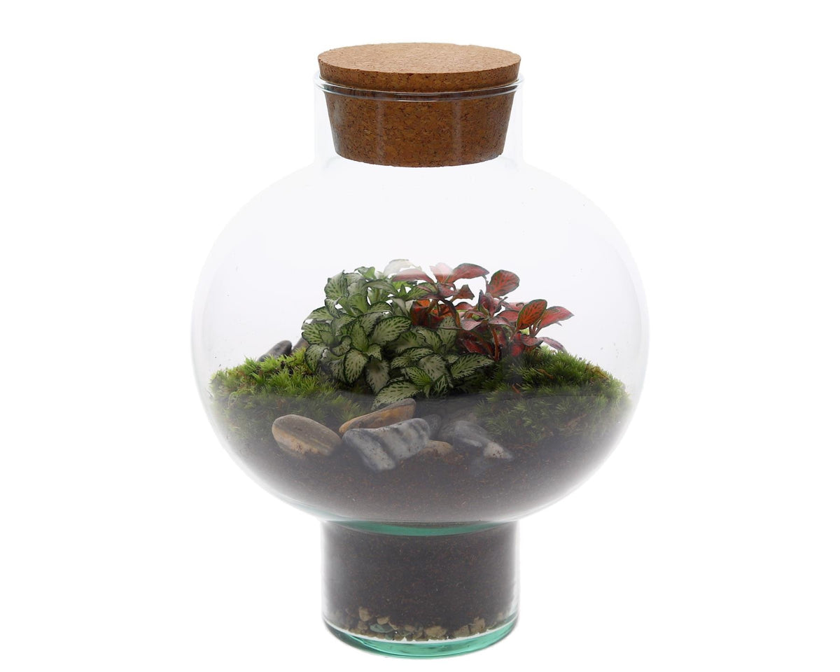 Green Bottle Laura Small met Terrarium Arrangement 25cm 20cm Pot