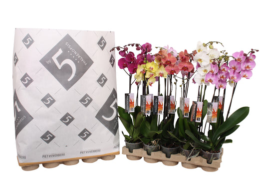 Phalaenopsis mix 60cm 12cm Pot