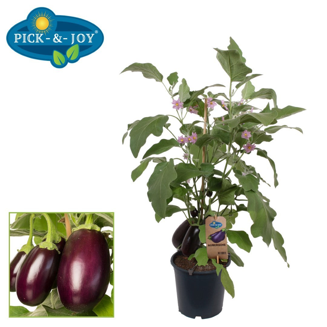 PICK&JOY Aubergine 70cm 19cm Pot