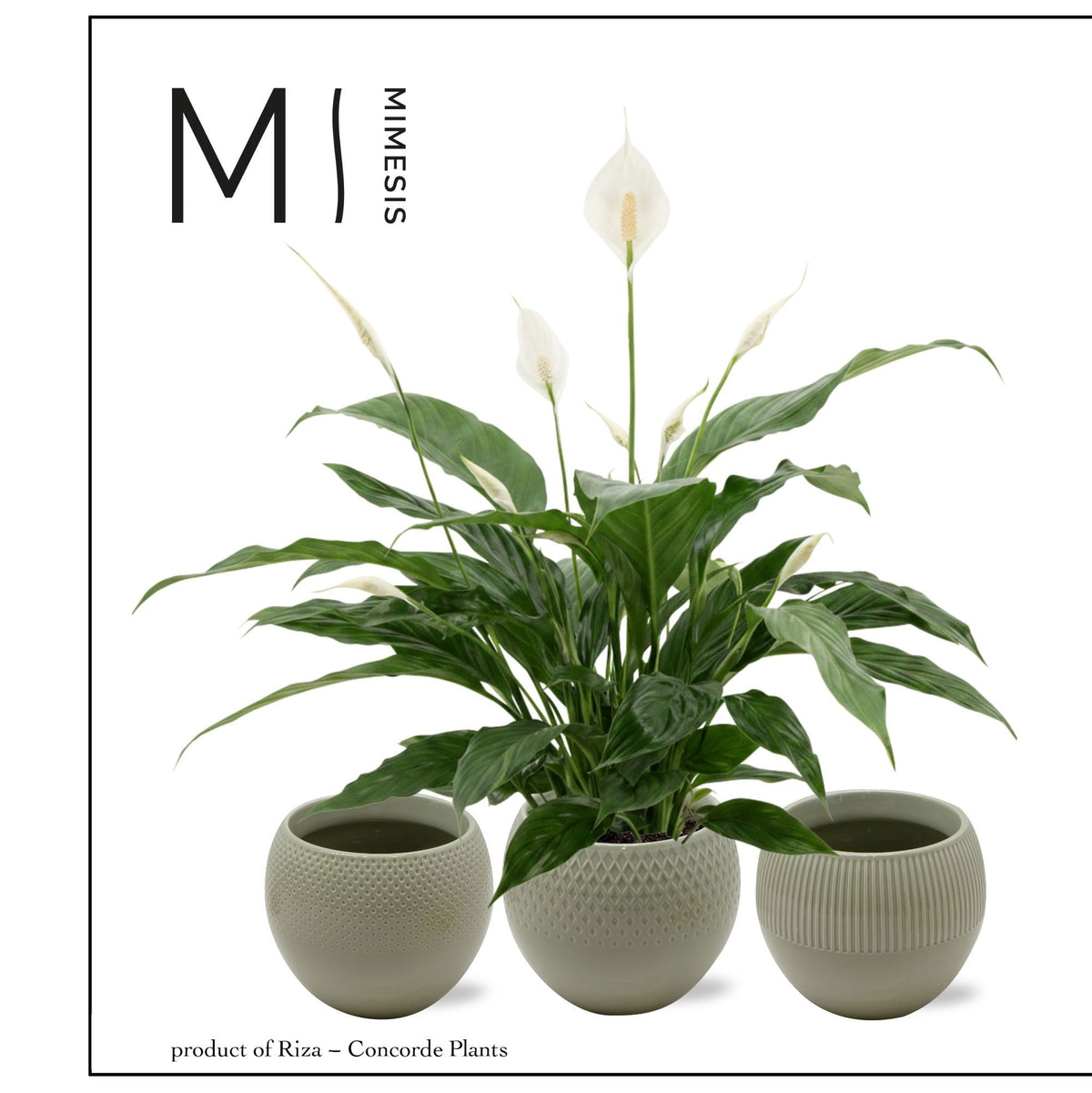 Spathiphyllum Sweet Chico 55cm 13cm Pot