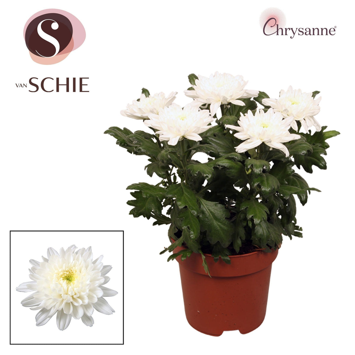 Chrysanthemum Zembla white 35cm 17cm Pot