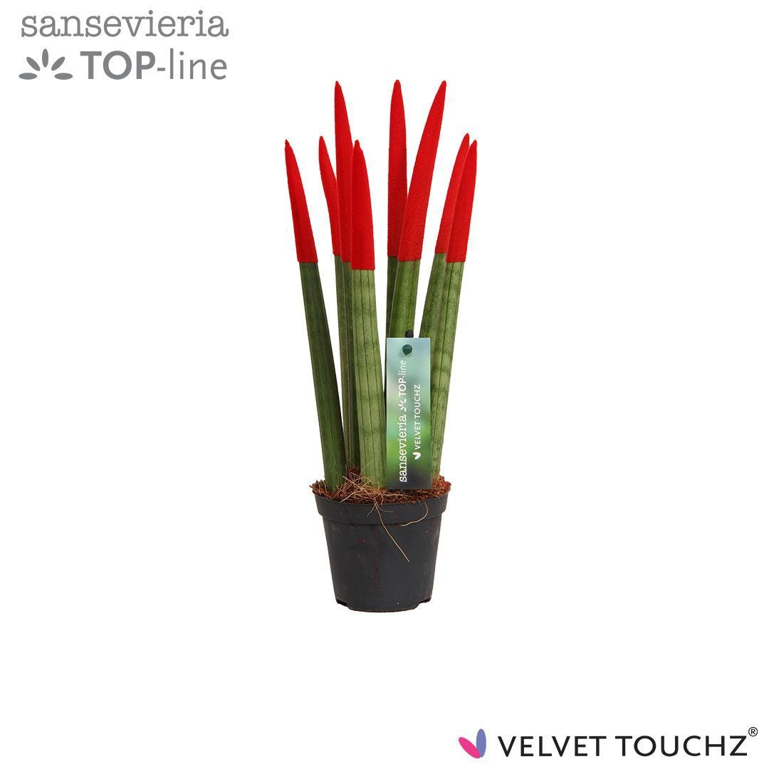 Sansevieria cylindrica 30cm 8.5cm Pot