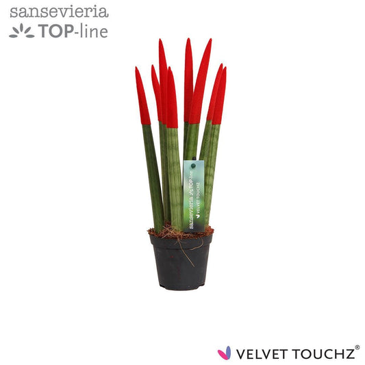 Sansevieria cylindrica 30cm 8.5cm Pot