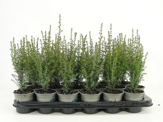 Juniperus Arnold 20cm 9cm Pot