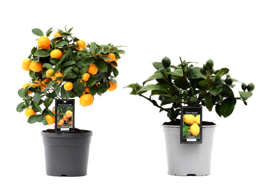 Citrus microcarpa 37cm 15cm Pot