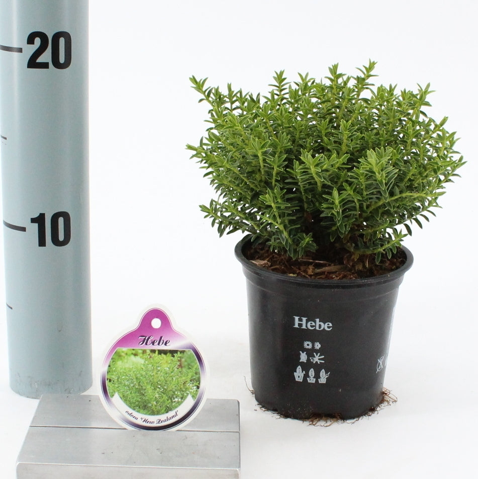 Hebe Celebration 10cm 510cm Pot