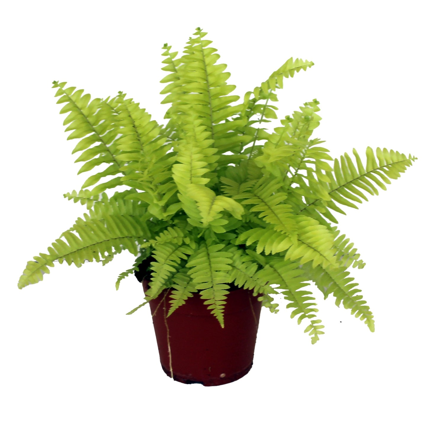 Nephrolepis exaltata 25cm 12cm Pot