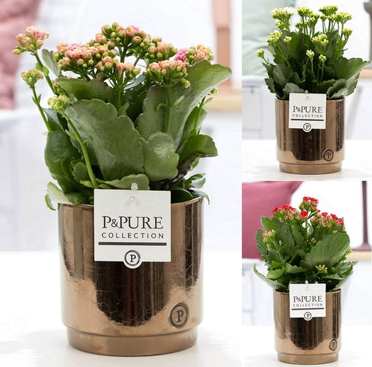 Kalanchoe Rosalina mix 27cm 12cm Pot