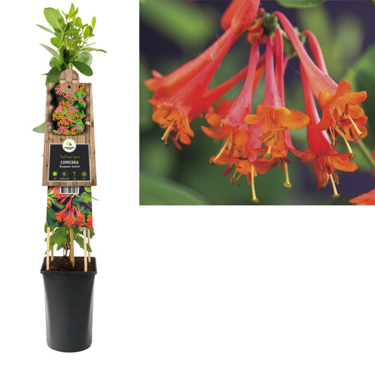 Lonicera Dropmore Scarlet 75cm 17cm Pot