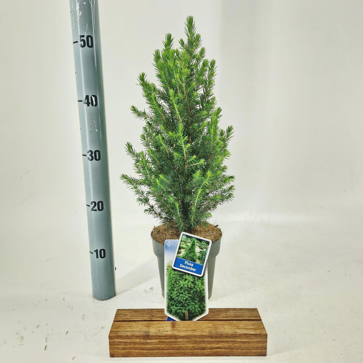 Picea glauca Conica 45cm 15cm Pot
