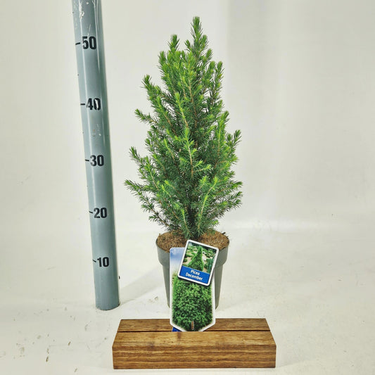 Picea glauca Conica 45cm 15cm Pot