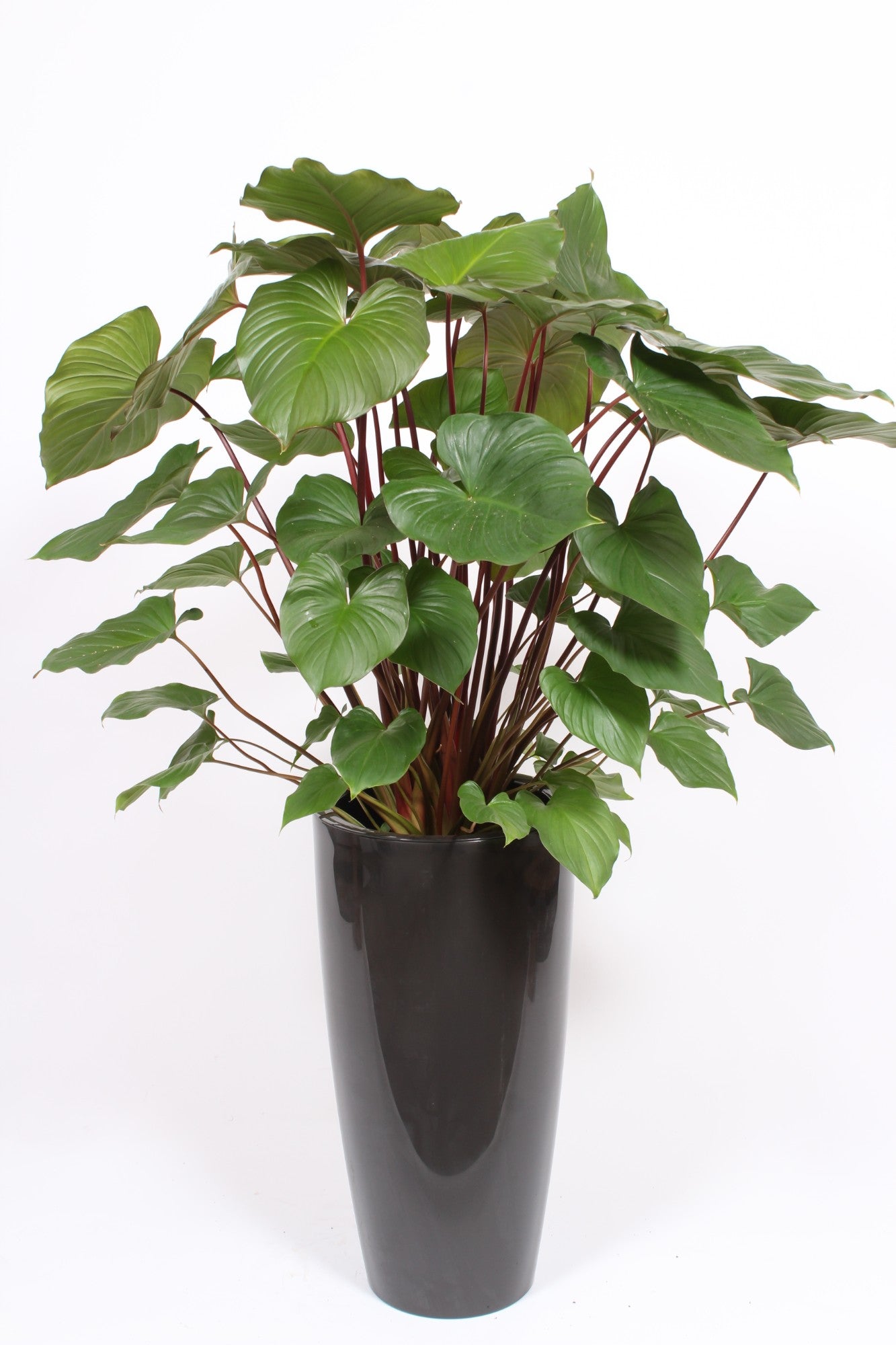 Homalomena Maggy 130cm 33cm Pot
