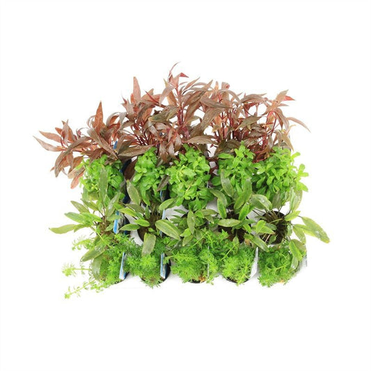 Aquarium plant mix 10cm 5cm Pot