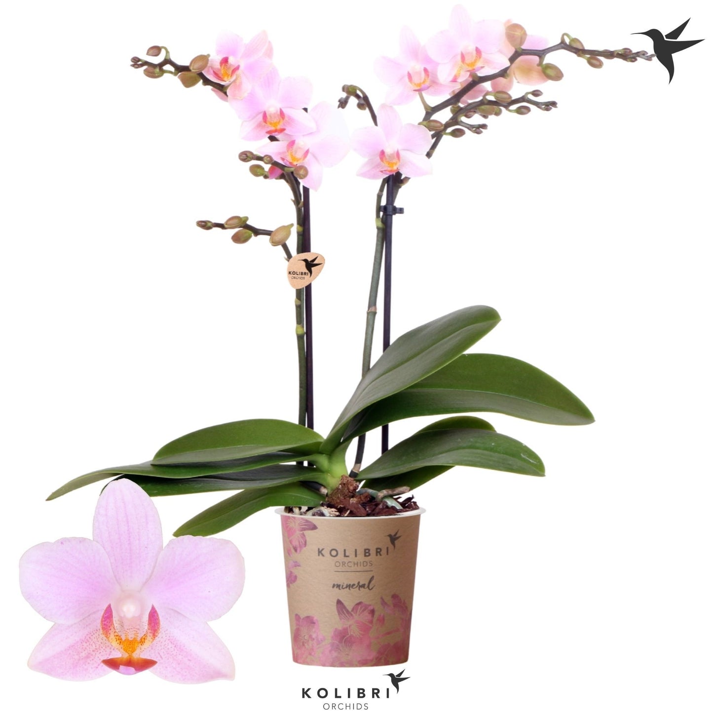 OK Plant Phalaenopsis mf. Armenia Pack of 12